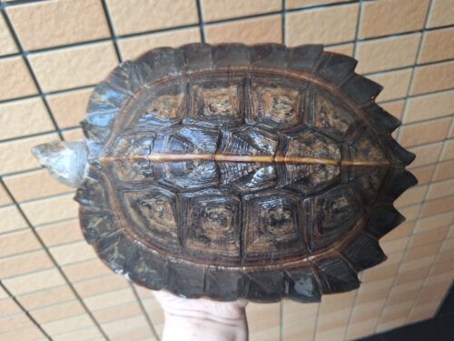 オオヤマガメ（甲長約24cm）メス - 画像 (7)