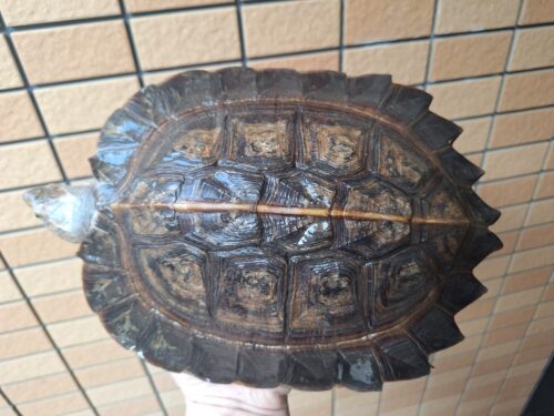 オオヤマガメ（甲長約24cm）メス - 画像 (3)