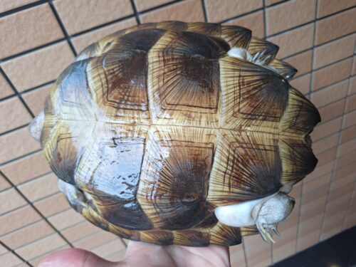 オオヤマガメ（甲長約24cm）メス - 画像 (8)