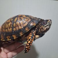 トウブハコガメ（甲長約15cm）22CB オス