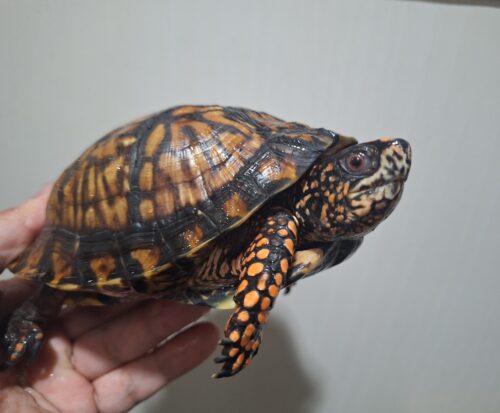 トウブハコガメ（甲長約15cm）22CB オス - 画像 (2)