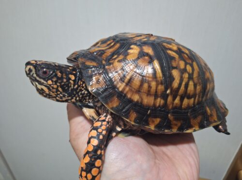 トウブハコガメ（甲長約15cm）22CB オス - 画像 (6)
