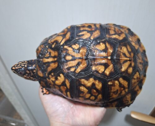 トウブハコガメ（甲長約15cm）22CB オス - 画像 (9)