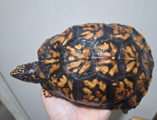 トウブハコガメ（甲長約15cm）22CB オス - 画像 (10)