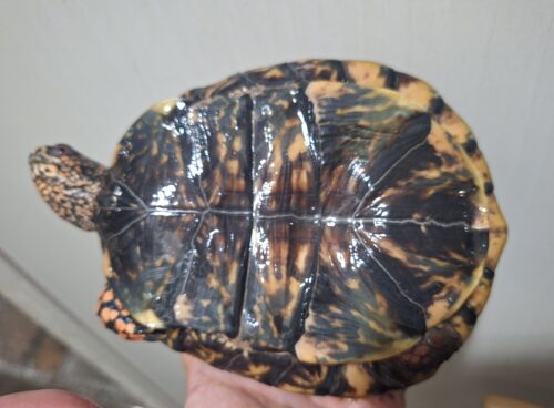 トウブハコガメ（甲長約15cm）22CB オス - 画像 (11)