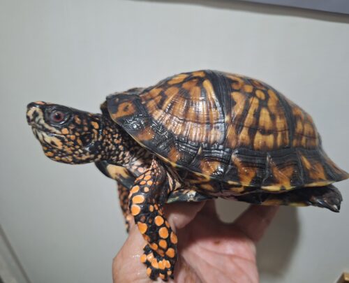 トウブハコガメ（甲長約15cm）22CB オス - 画像 (4)