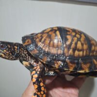 トウブハコガメ（甲長約15cm）22CB オス