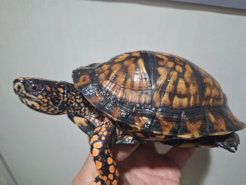 トウブハコガメ（甲長約15cm）22CB オス