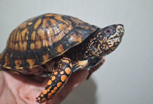 トウブハコガメ（甲長約15cm）22CB オス - 画像 (8)