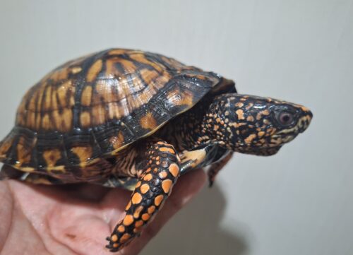 トウブハコガメ（甲長約15cm）22CB オス - 画像 (7)