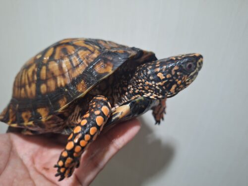 トウブハコガメ（甲長約15cm）22CB オス - 画像 (3)