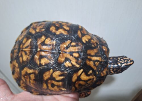 トウブハコガメ（甲長約15cm）22CB オス - 画像 (5)