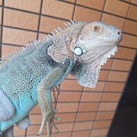 ブルーイグアナ（約80cm）
