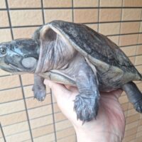 オオアタマヨコクビガメ（デュメリリアーナ）甲長約25cm　オス