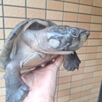 オオアタマヨコクビガメ（デュメリリアーナ）甲長約25cm　オス