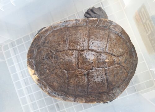 エキスパンサーナガクビガメ（甲長約28,5cm）メス - 画像 (12)