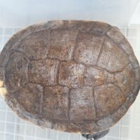 エキスパンサーナガクビガメ（甲長約28,5cm）メス