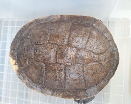 エキスパンサーナガクビガメ（甲長約28,5cm）メス