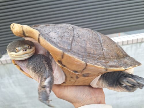 エキスパンサーナガクビガメ（甲長約28,5cm）メス - 画像 (6)
