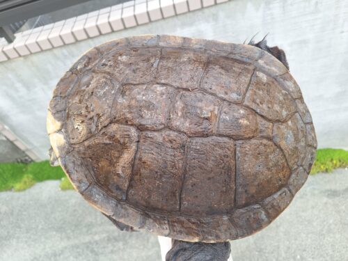 エキスパンサーナガクビガメ（甲長約28,5cm）メス - 画像 (11)
