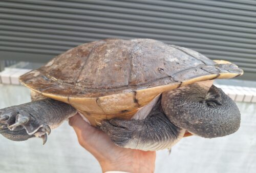 エキスパンサーナガクビガメ（甲長約28,5cm）メス - 画像 (10)