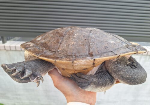 エキスパンサーナガクビガメ（甲長約28,5cm）メス - 画像 (4)