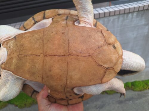 エキスパンサーナガクビガメ（甲長約28,5cm）メス - 画像 (14)
