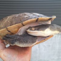 エキスパンサーナガクビガメ（甲長約28,5cm）メス