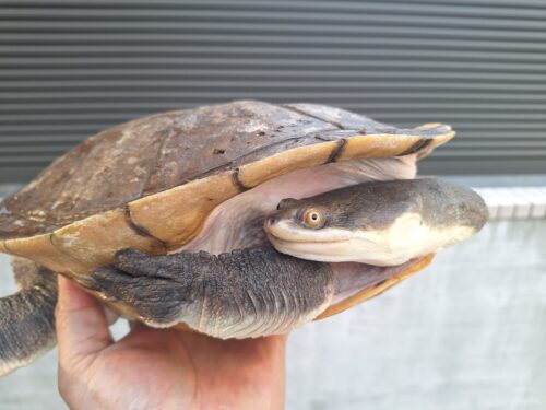 エキスパンサーナガクビガメ（甲長約28,5cm）メス - 画像 (3)