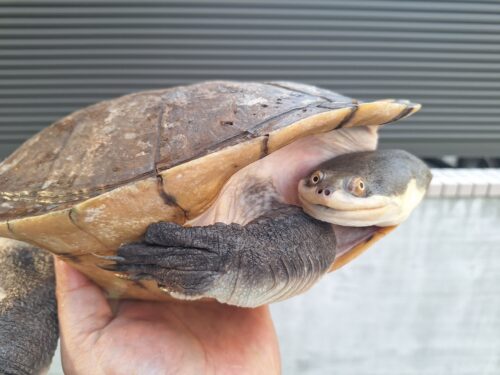 エキスパンサーナガクビガメ（甲長約28,5cm）メス - 画像 (7)