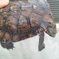 ノコヘリカブトガメ（甲長約15,5cm）メス