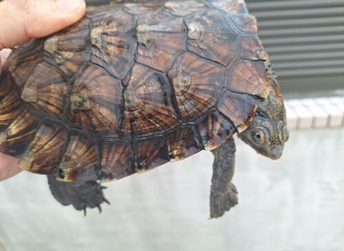 ノコヘリカブトガメ（甲長約15,5cm）メス