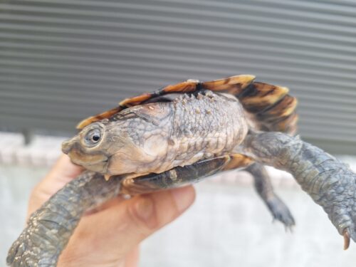 ノコヘリカブトガメ（甲長約15,5cm）メス - 画像 (8)