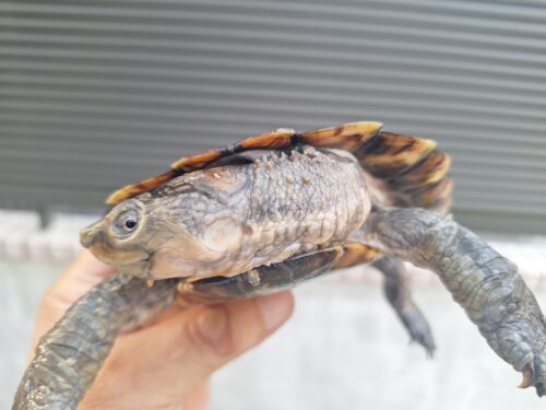 ノコヘリカブトガメ（甲長約15,5cm）メス - 画像 (5)