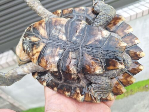 ノコヘリカブトガメ（甲長約15,5cm）メス - 画像 (9)