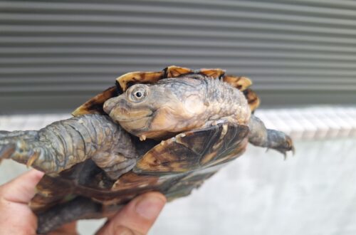 ノコヘリカブトガメ（甲長約15,5cm）メス - 画像 (6)