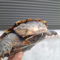 ノコヘリカブトガメ（甲長約15,5cm）メス