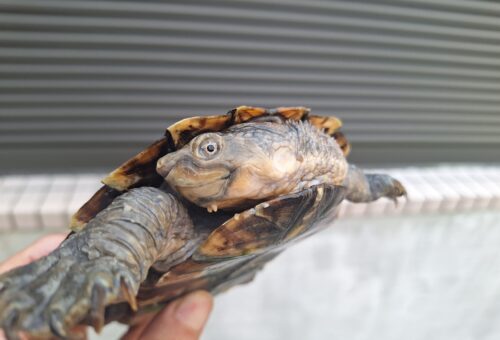 ノコヘリカブトガメ（甲長約15,5cm）メス - 画像 (2)