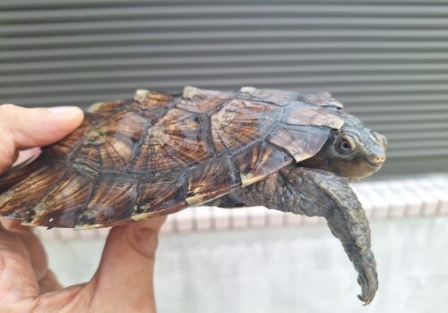 ノコヘリカブトガメ（甲長約15,5cm）メス - 画像 (3)
