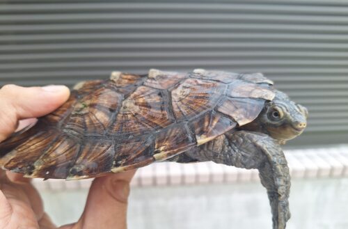 ノコヘリカブトガメ（甲長約15,5cm）メス - 画像 (7)