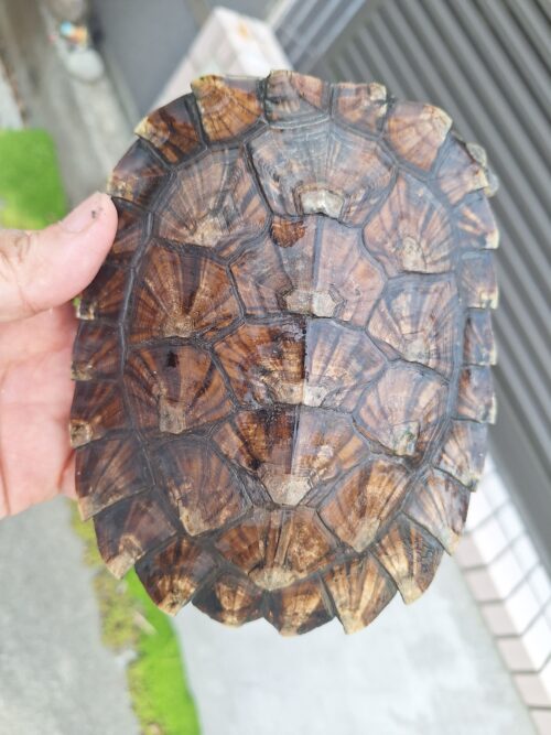 ノコヘリカブトガメ（甲長約15,5cm）メス - 画像 (4)