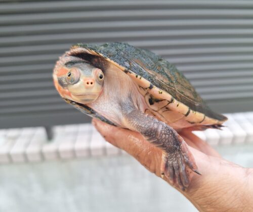 キンバリーアカミミマゲクビガメ（甲長約12,5cm）オス - 画像 (3)