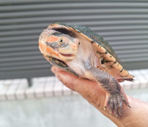 キンバリーアカミミマゲクビガメ（甲長約12,5cm）オス - 画像 (4)