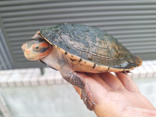 キンバリーアカミミマゲクビガメ（甲長約12,5cm）オス - 画像 (6)