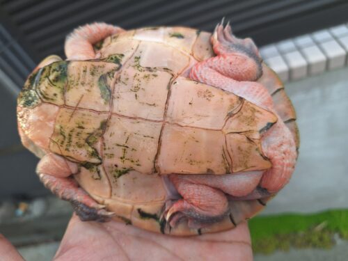キンバリーアカミミマゲクビガメ（甲長約12,5cm）オス - 画像 (8)