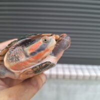 キンバリーアカミミマゲクビガメ（甲長約12,5cm）オス