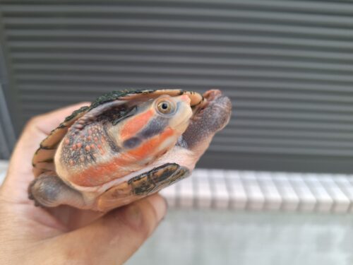 キンバリーアカミミマゲクビガメ（甲長約12,5cm）オス - 画像 (2)