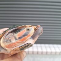 キンバリーアカミミマゲクビガメ（甲長約12,5cm）オス