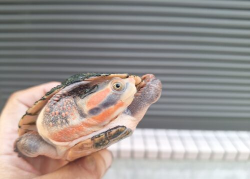 キンバリーアカミミマゲクビガメ（甲長約12,5cm）オス