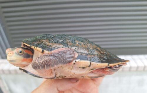キンバリーアカミミマゲクビガメ（甲長約12,5cm）オス - 画像 (5)
